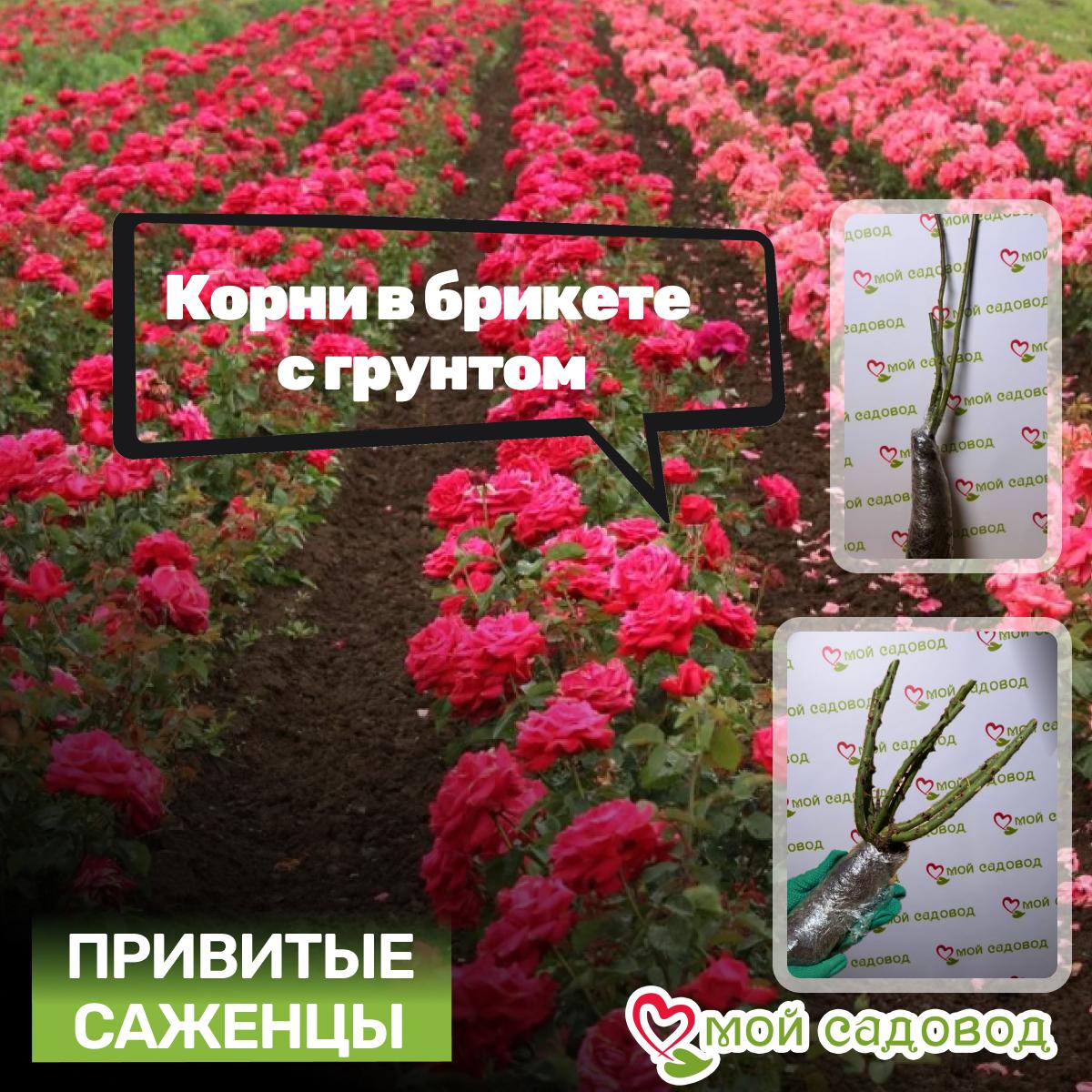 Роза Грехам Томас