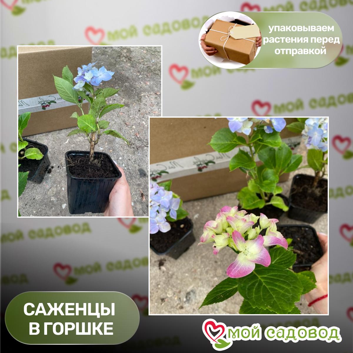 Гортензия крупнолистная Фиолетовая