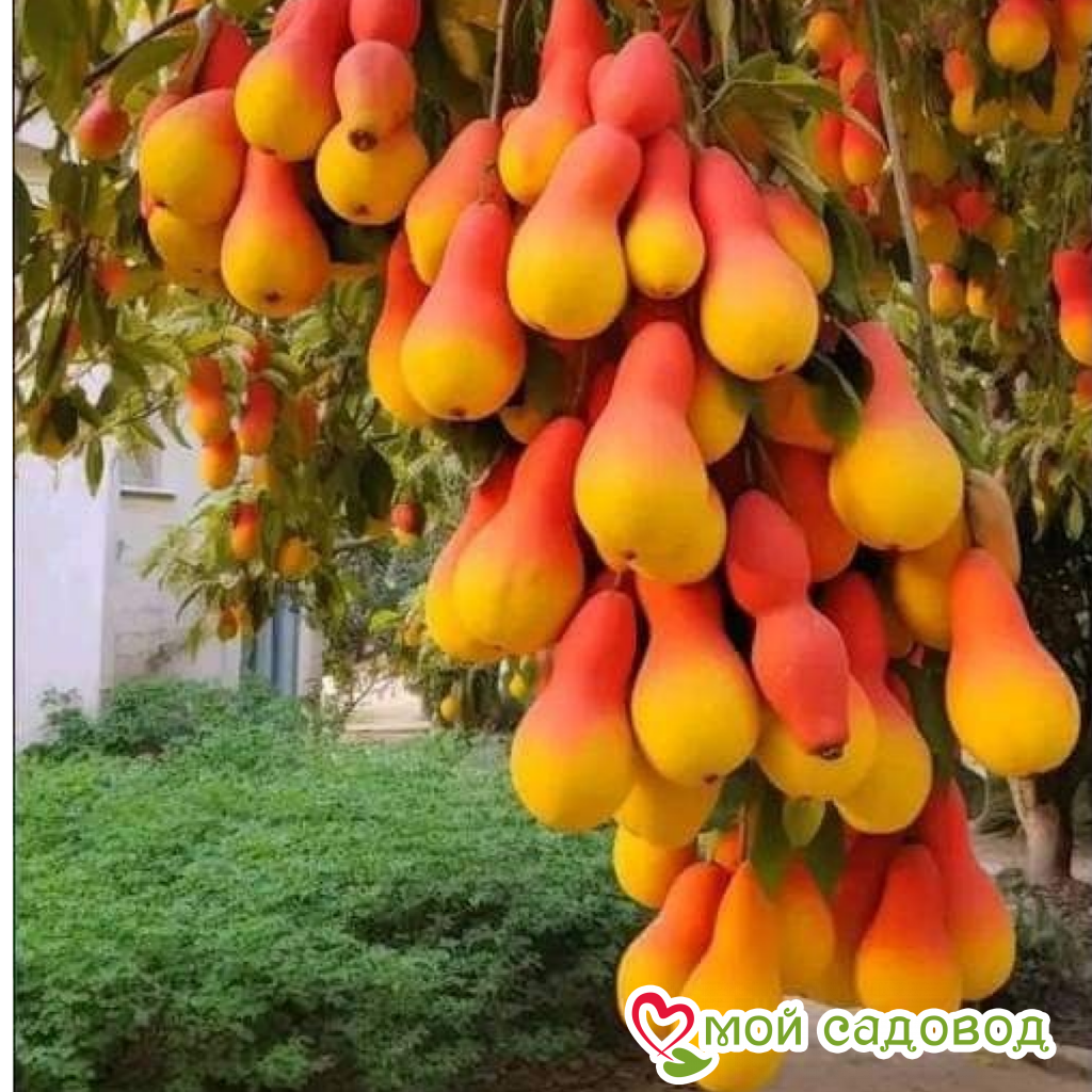 Груша Долорес